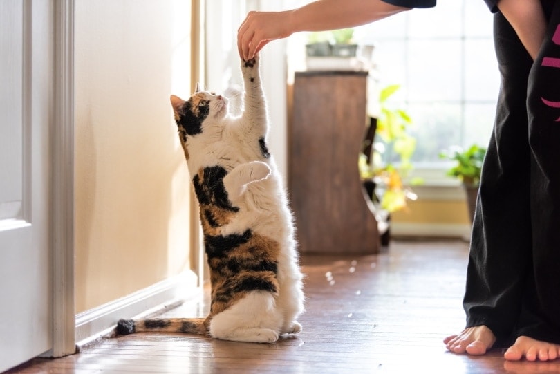 mèo tam thể được chủ nhân huấn luyện