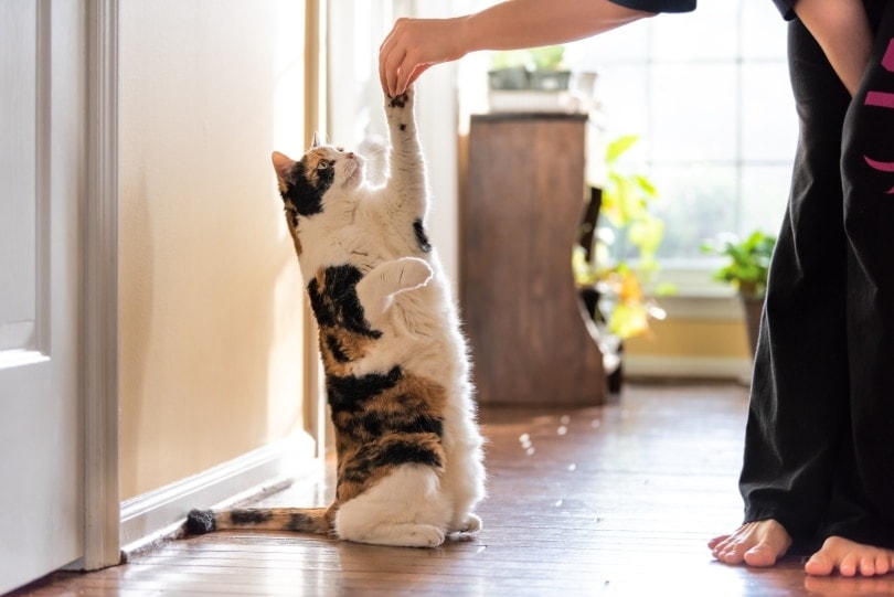 calico cat trained by owner