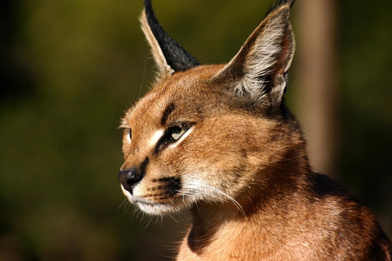 caracal close up