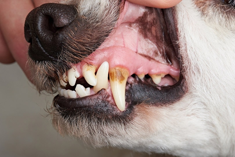 how much does dog dental cleaning cost