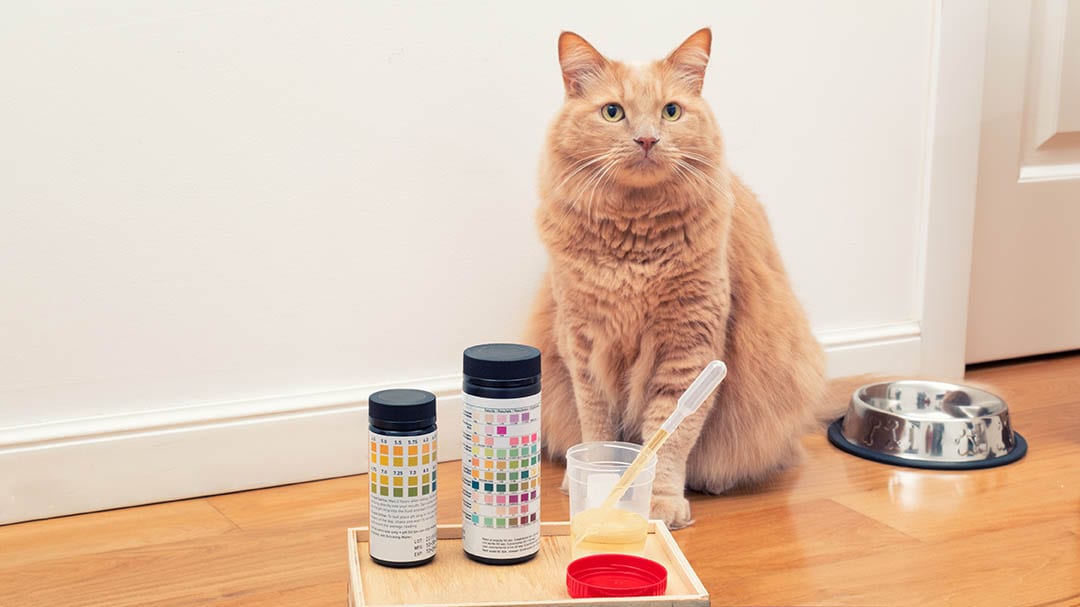 cat and Feline urinalysis tools