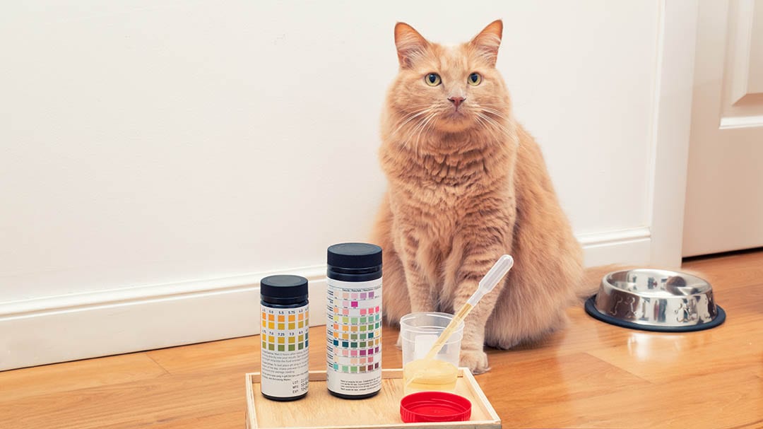 Cat food to prevent uti hotsell
