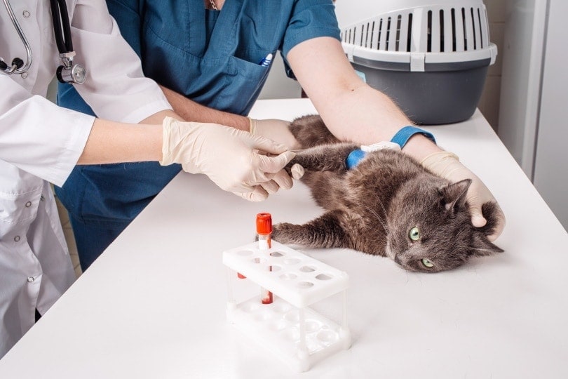 xét nghiệm máu mèo