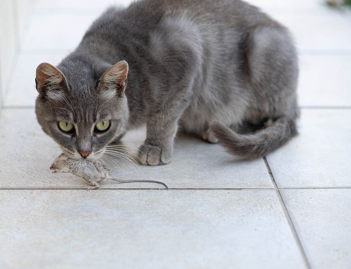 Are Cats Good At Catching Rats Feline Hunting Behavior Explained Hepper