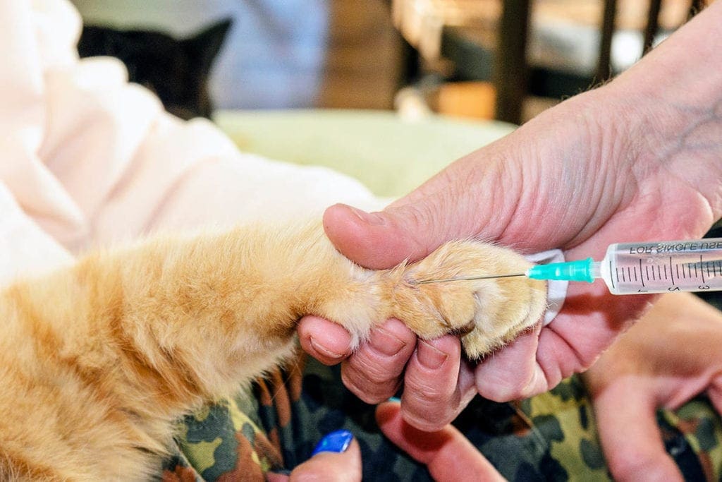 cat getting a vaccine shot