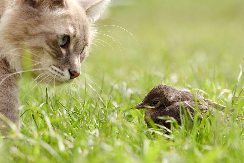 cat hunts a bird in a meadow