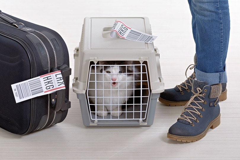 cat in pet carrier waiting at the airport with owner