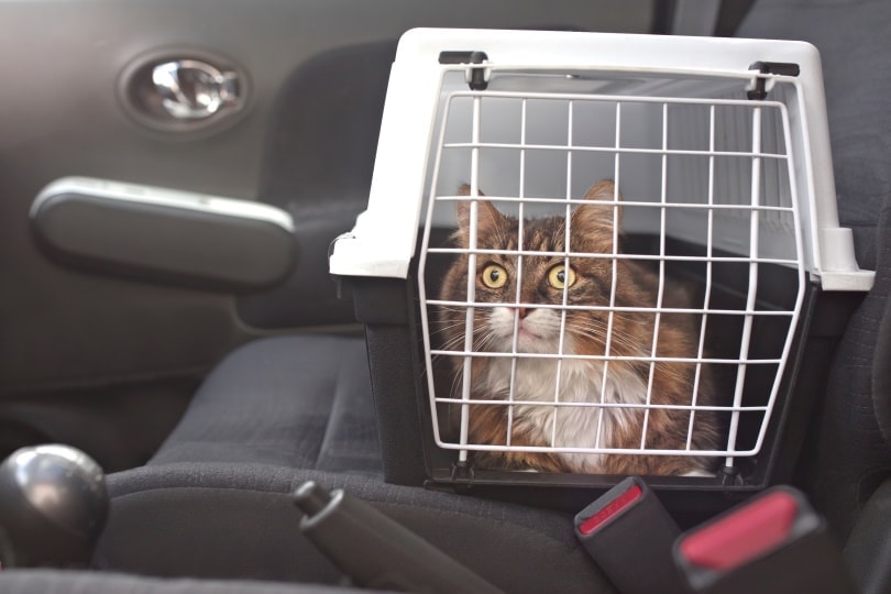 cat inside carrier