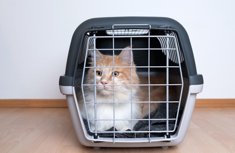 cat inside pet carrier