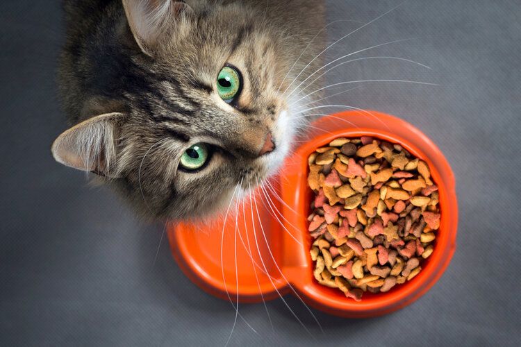 cat looking up from food dish