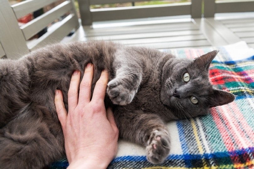 cat owner belly rubbing her cat russian blue