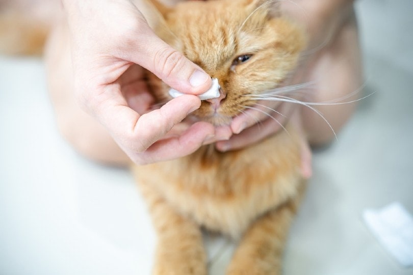 cat owner cleaning her pet's nose