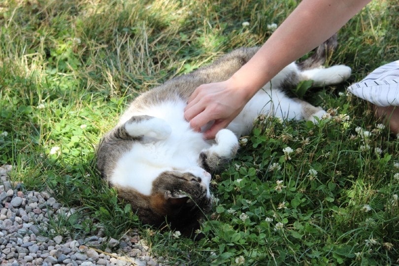 cat owner rubbing her pet cat's belly outside cat owner rubbing her pet cat's belly outside