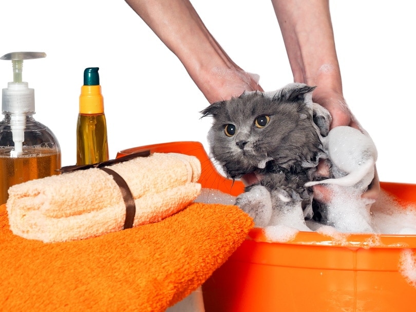 cat taking a bath