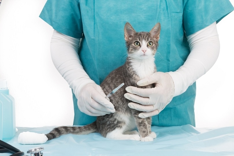 How Much Do Cat Shots Cost at PetSmart? 2024 Update | Hepper
