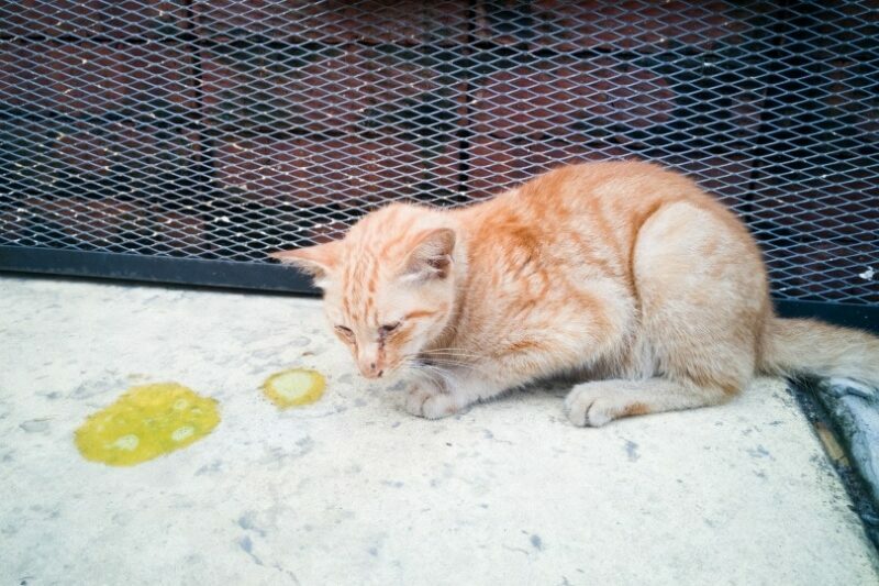 cat vomit on the floor cat vomit on the floor