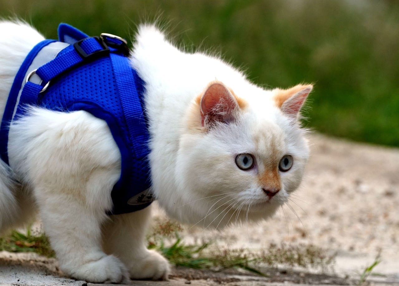 mèo đeo dây nịt màu xanh