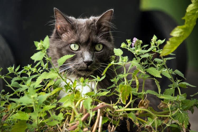 cat with green eyes in catnip