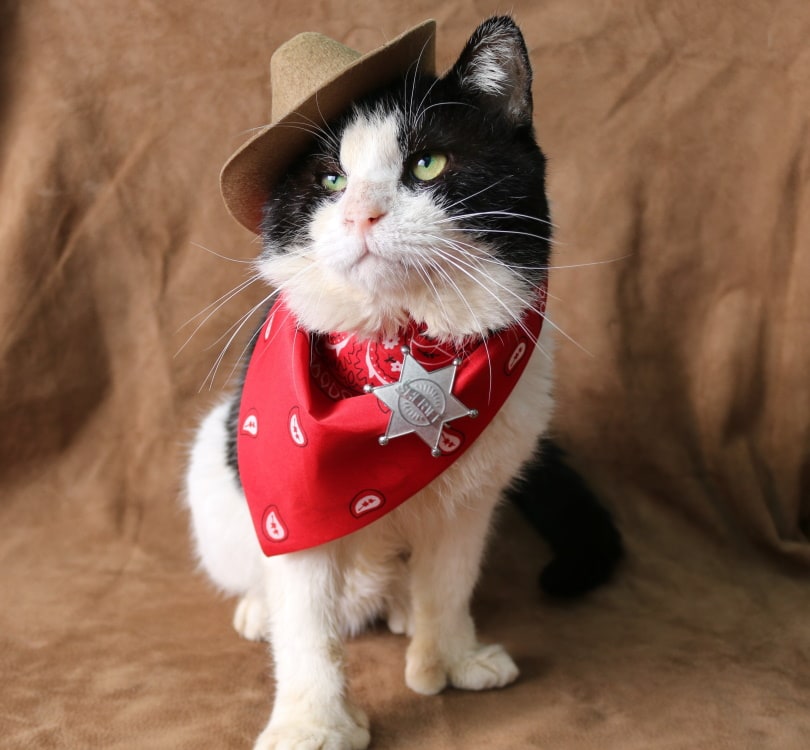 cat with sheriff costume