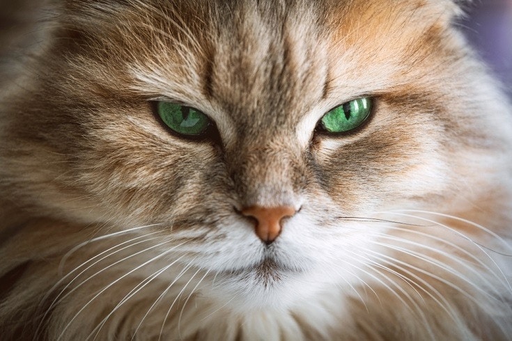 cat with strong green eyes
