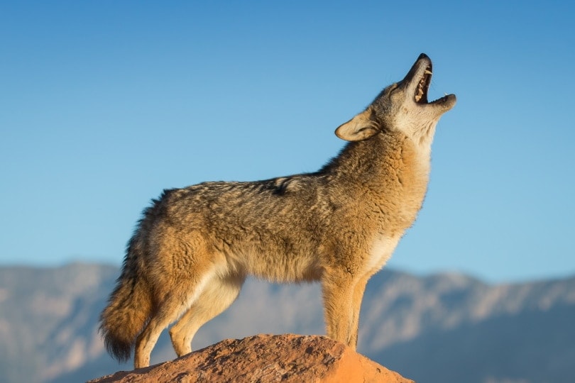 Do Coyotes Bark Like Dogs? What Do Coyotes Sound Like? | Hepper Do Coyotes Bark Like Dogs? What Do Coyotes Sound Like? | Hepper