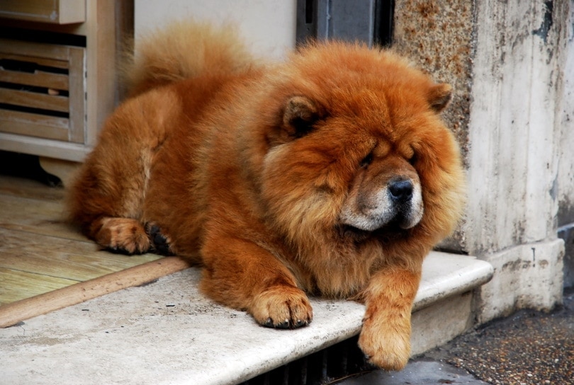 perro chow chow acostado