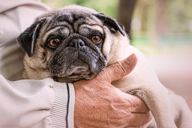 cropped old man holding an old pug