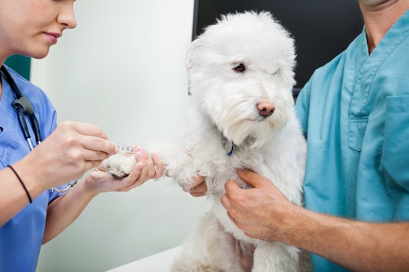 cropped young veterinarian doctors taking blood work from dog