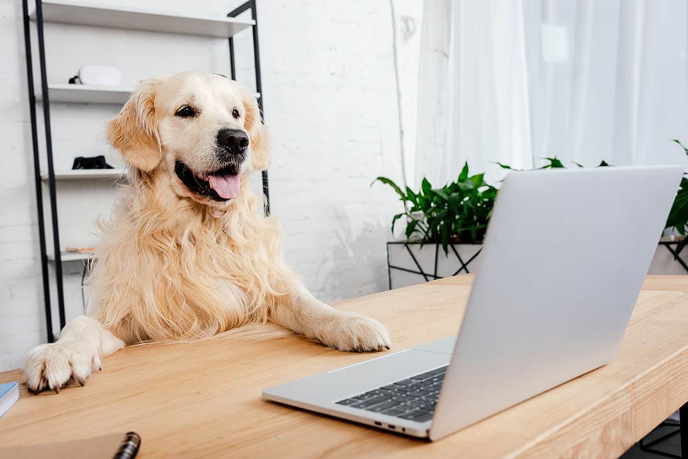 cute labrador looking at laptop