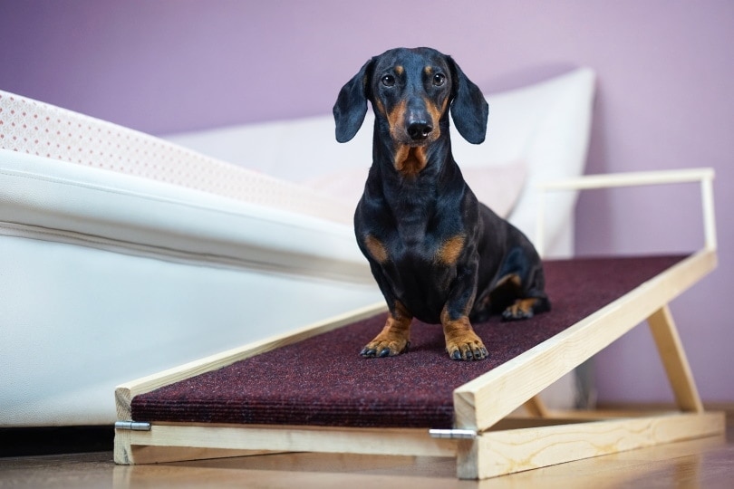 dachshund dog sitting on pet ramp