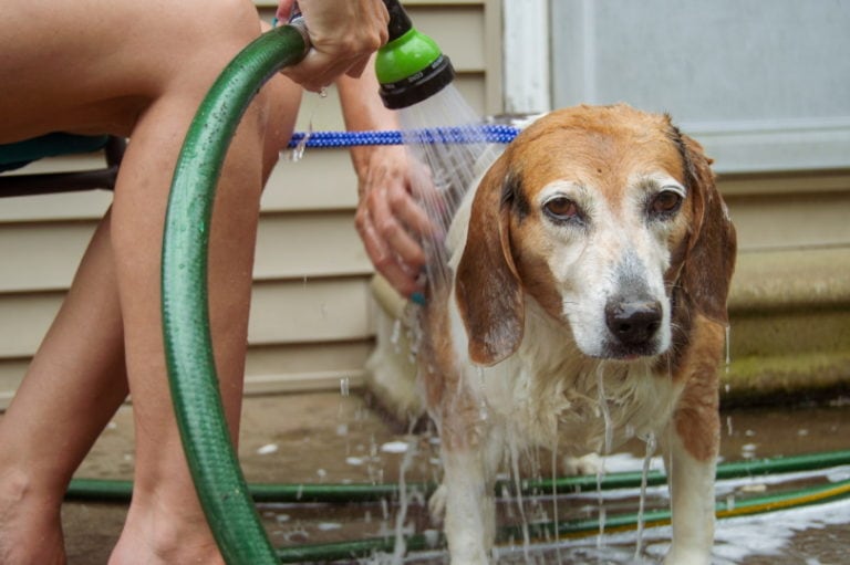 How to Give a Dog a Bath That Hates Baths in 8 VetApproved Steps Hepper
