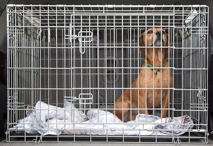 dog inside crate