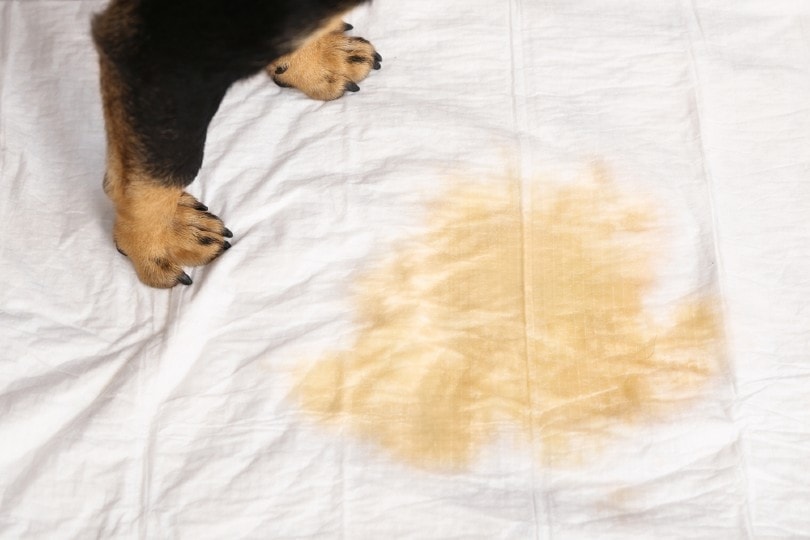 dog pee on bed