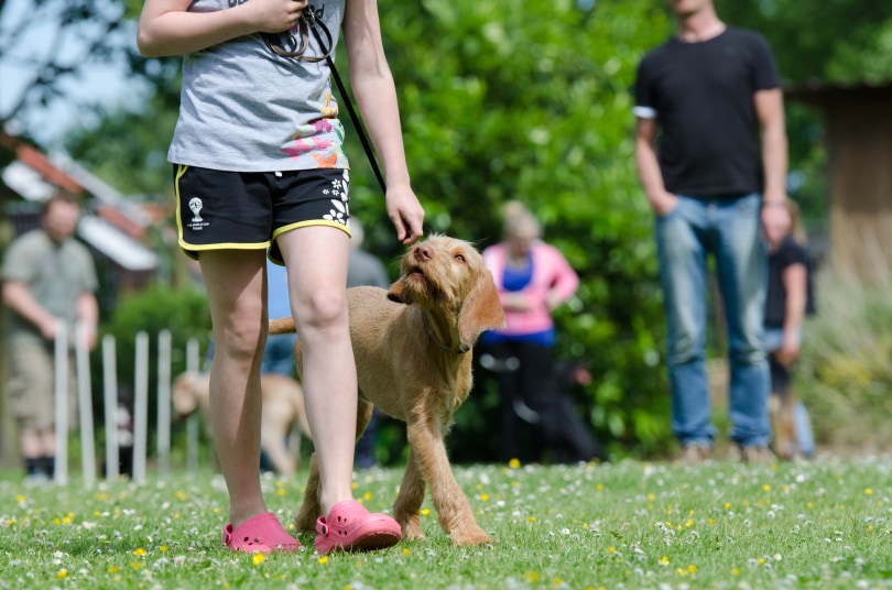 dog walkig with the owner