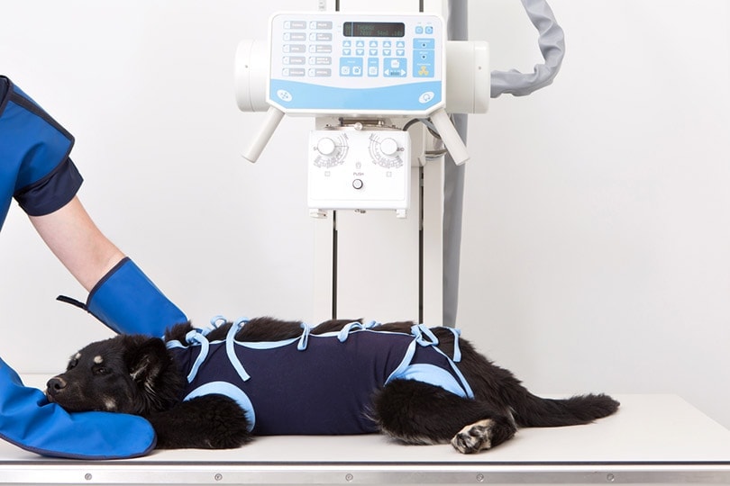 How Much Does A Dog X Ray Cost 2024 Update Hepper