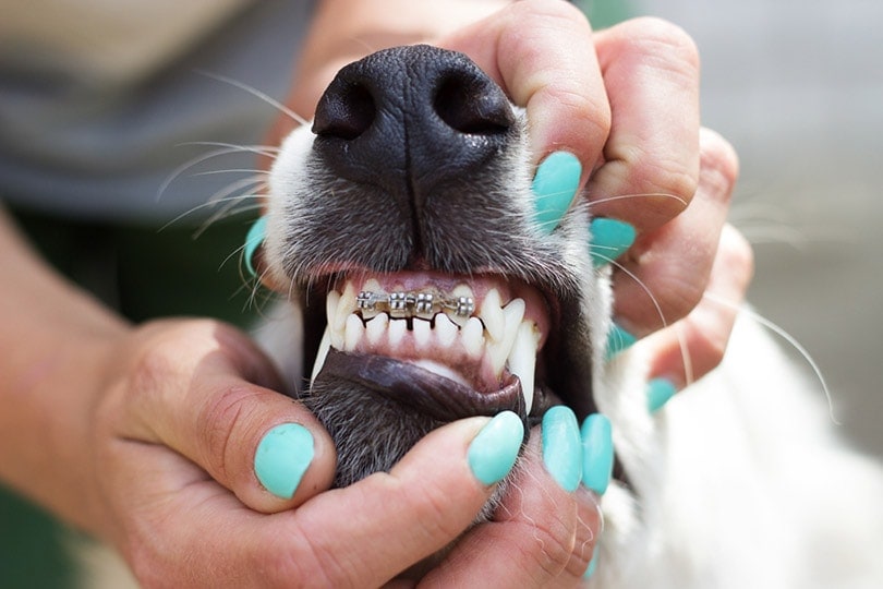How Much Do Teeth Braces for Dogs Cost? 2024 Price Update Hepper