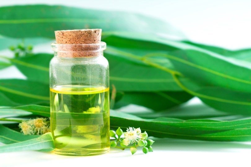 eucalyptus essential oils in glass bottle