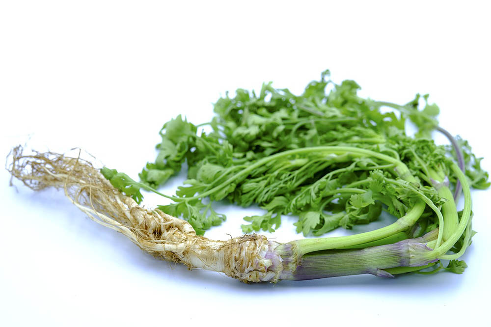 fresh cilantro with roots