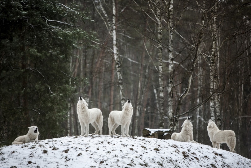 group of wolves