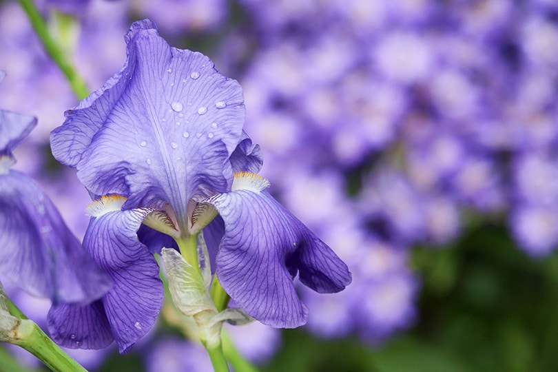 iris flower