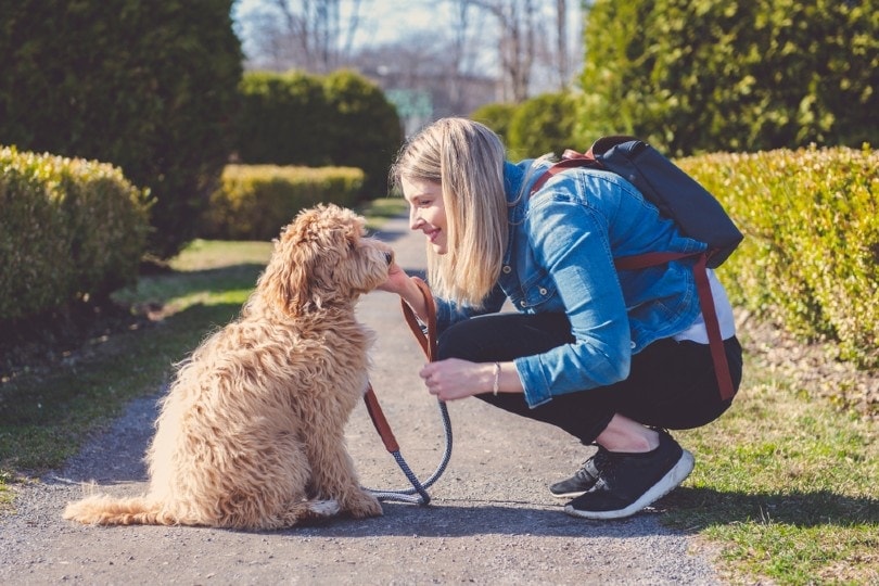 labradoodle dog and woman owner at the park