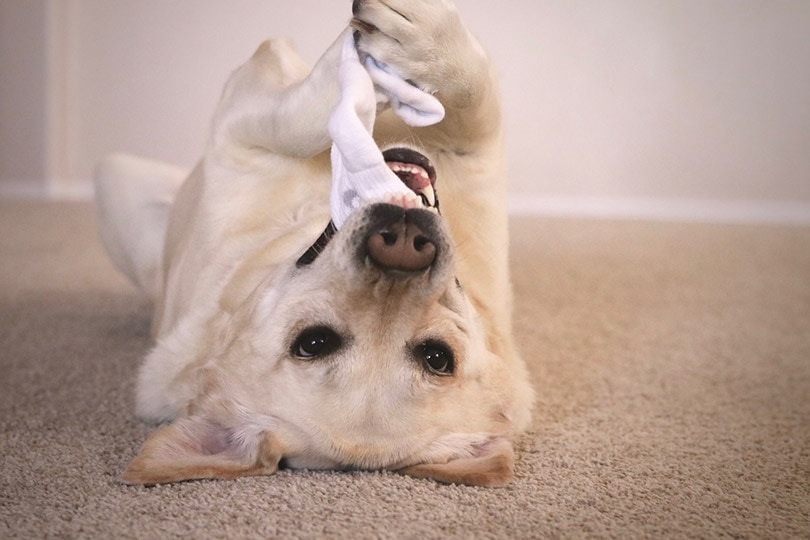 labrador dog playing with sock