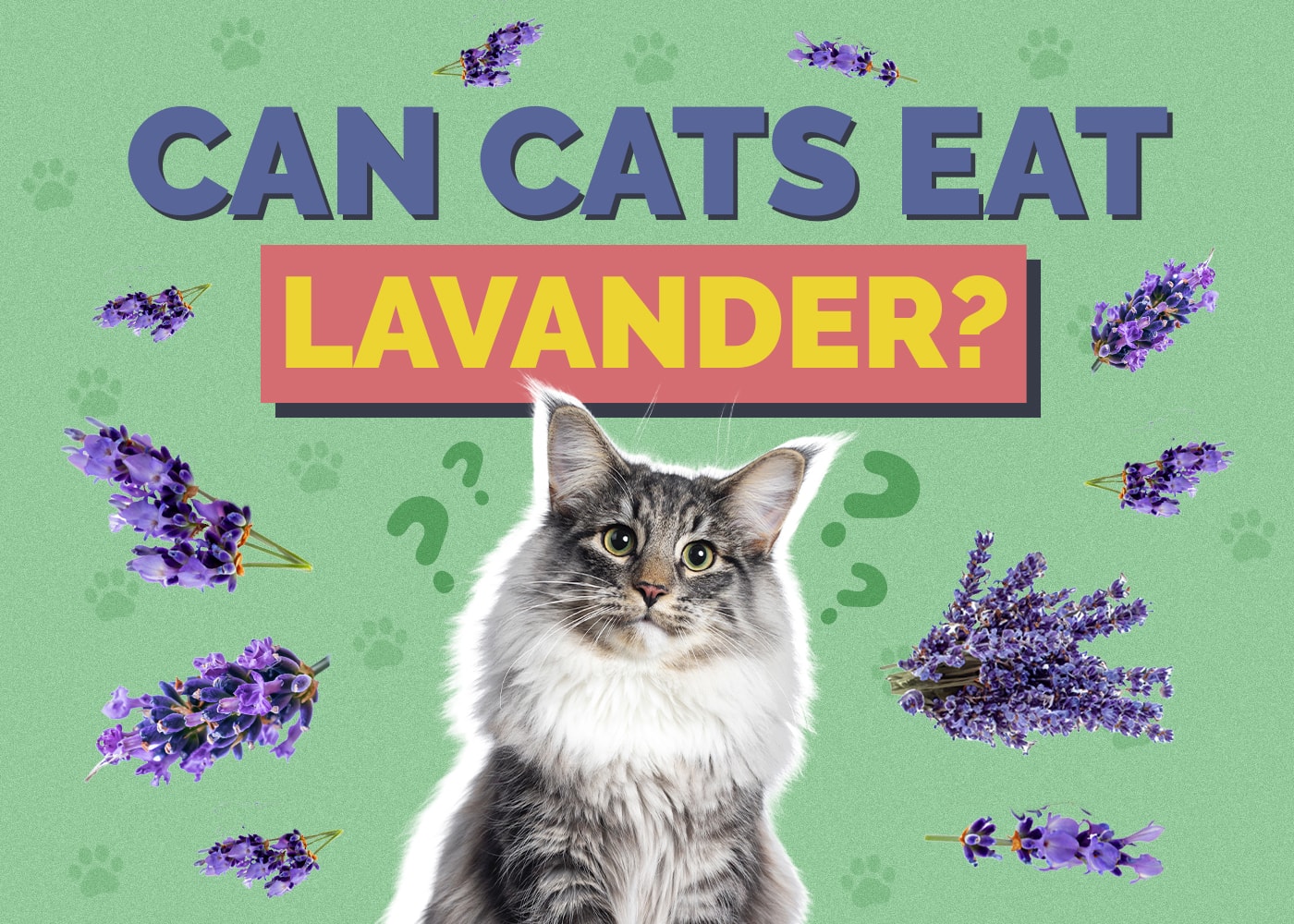 Can Cats Eat lavander