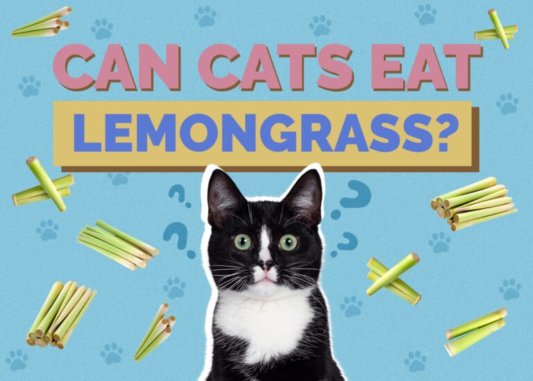 Can Cats Eat Lemongrass? VetApproved Facts & FAQ Hepper