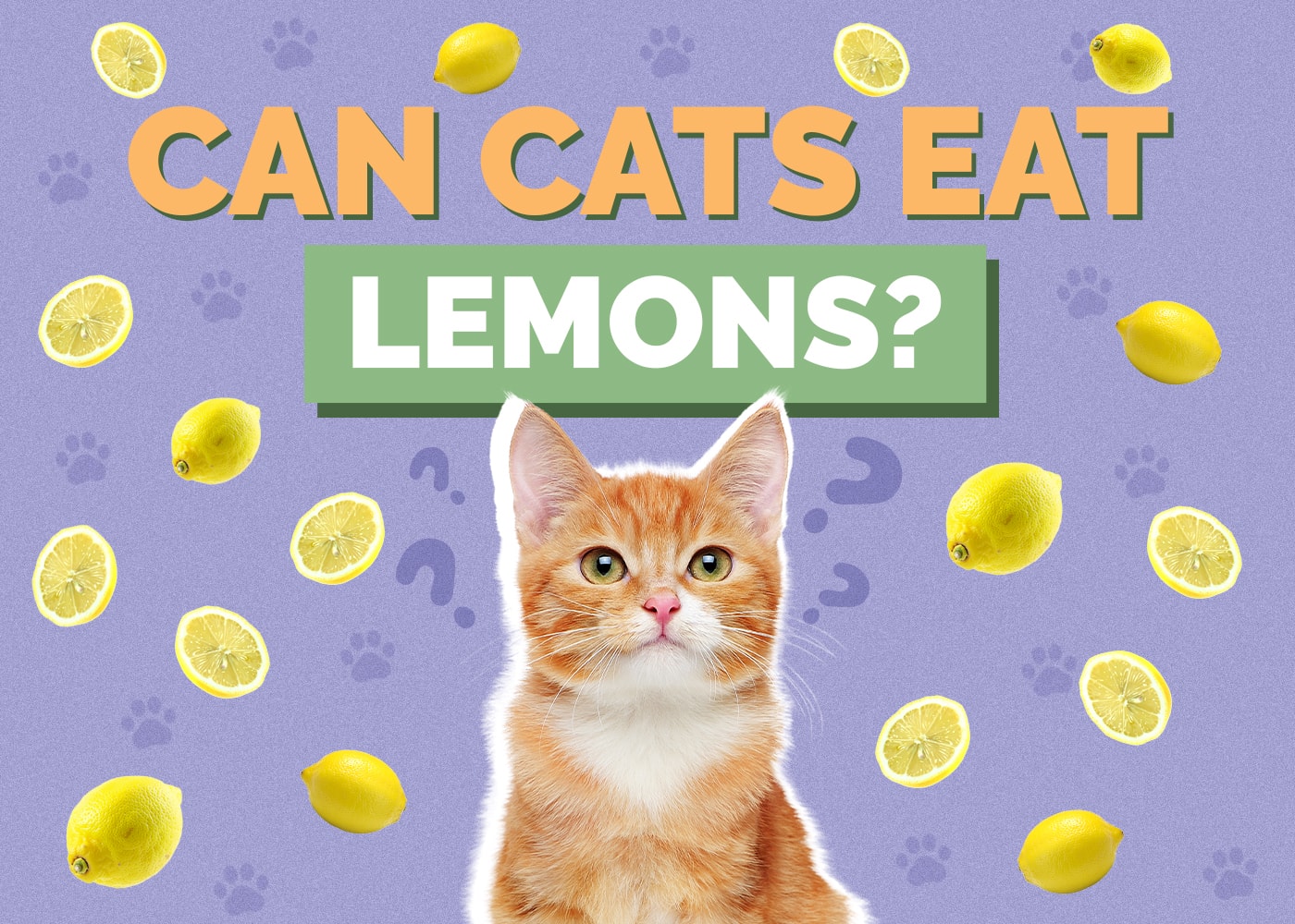 Can Cats Eat lemons