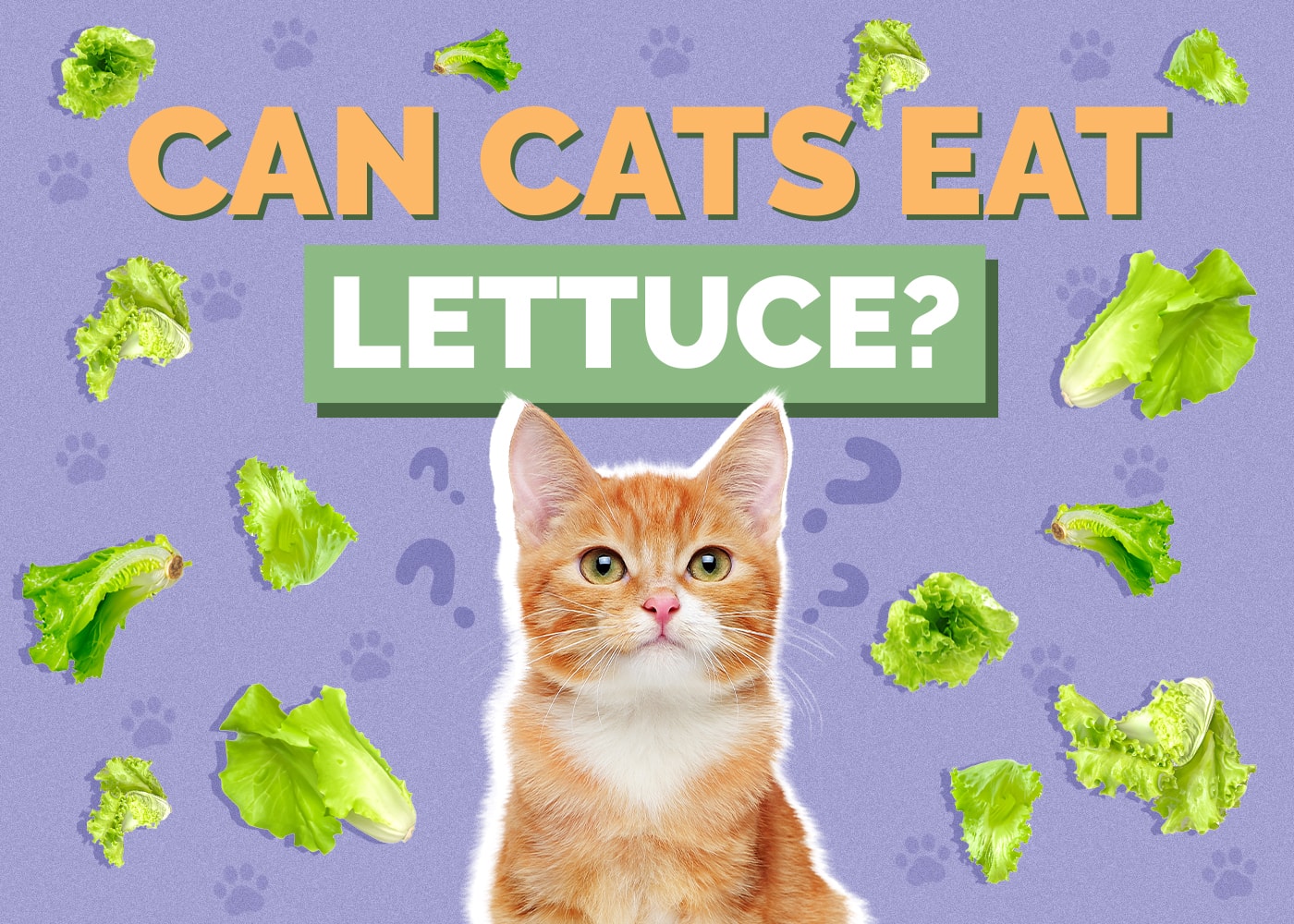 Can Cats Eat lettuce