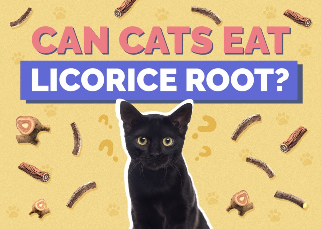 Can Cats Eat Licorice Root? Nutrition Facts & FAQ Hepper