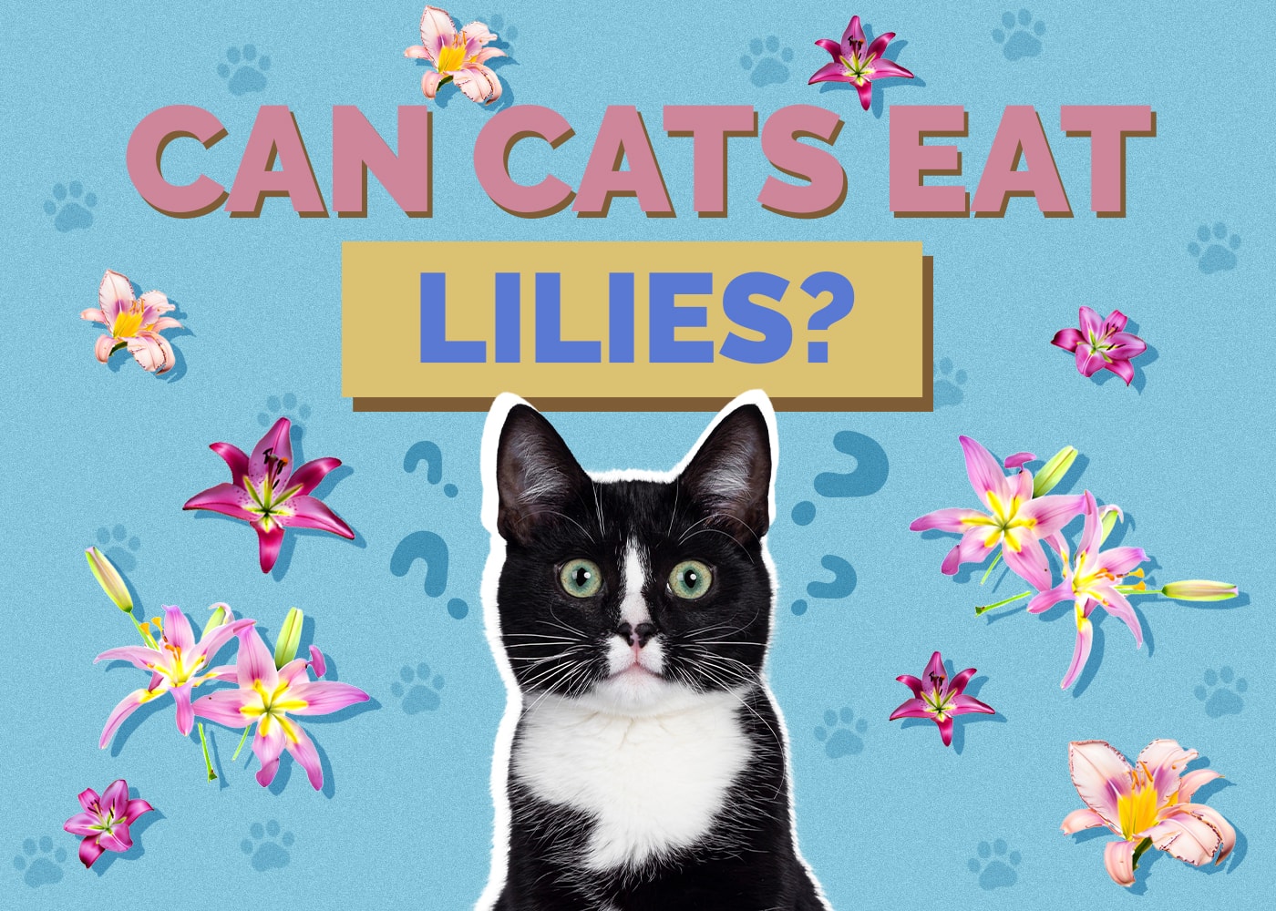 Can Cats Eat Lilies? VetApproved Risks & Poison Prevention Hepper