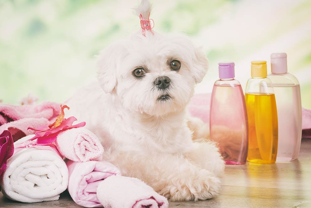 little dog surrounded with shampoo and towels