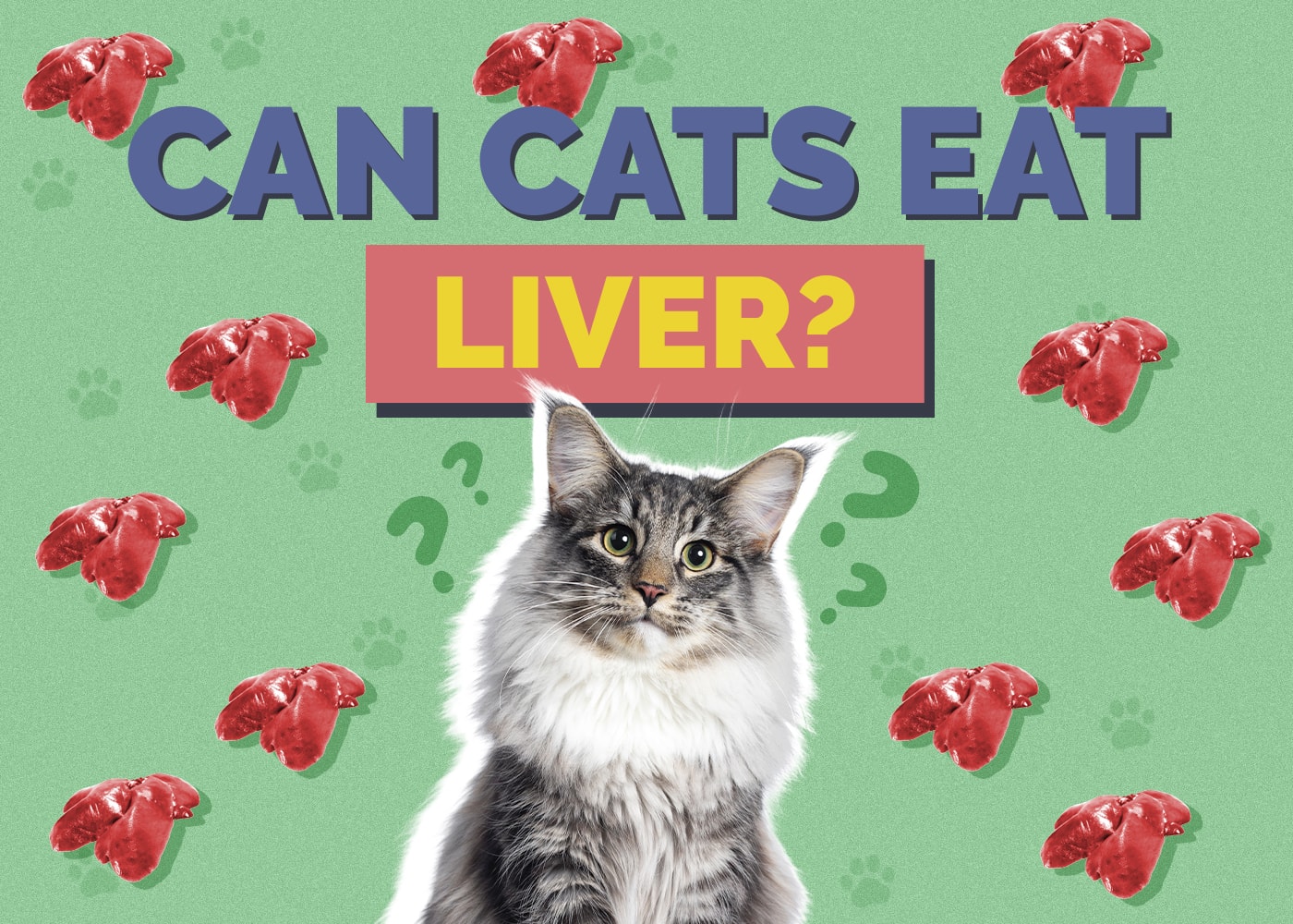 Can Cats Eat liver